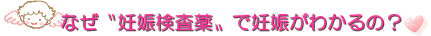 なぜ妊娠検査薬で妊娠がわかるの？