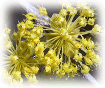 サンシュユの花