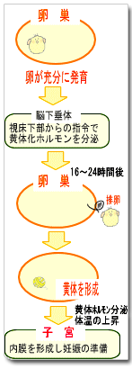 黄体機能不全
