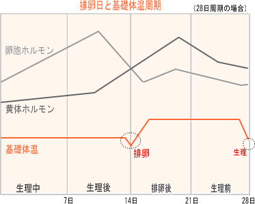 妊娠のタイミングには排卵日を予測しましょう