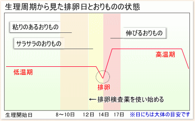 夫婦生活のタイミングで妊娠力UP