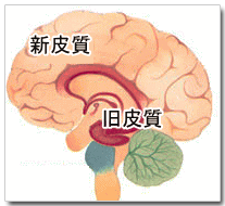 旧皮質と新皮質
