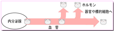 生理不順のメカニズム